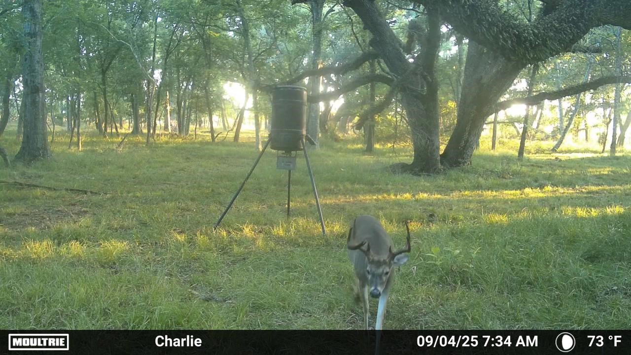 1 Charlie Meyer Road Damon, TX 77430 - Photo 36 of 45 a backyard of a house with lots of green space