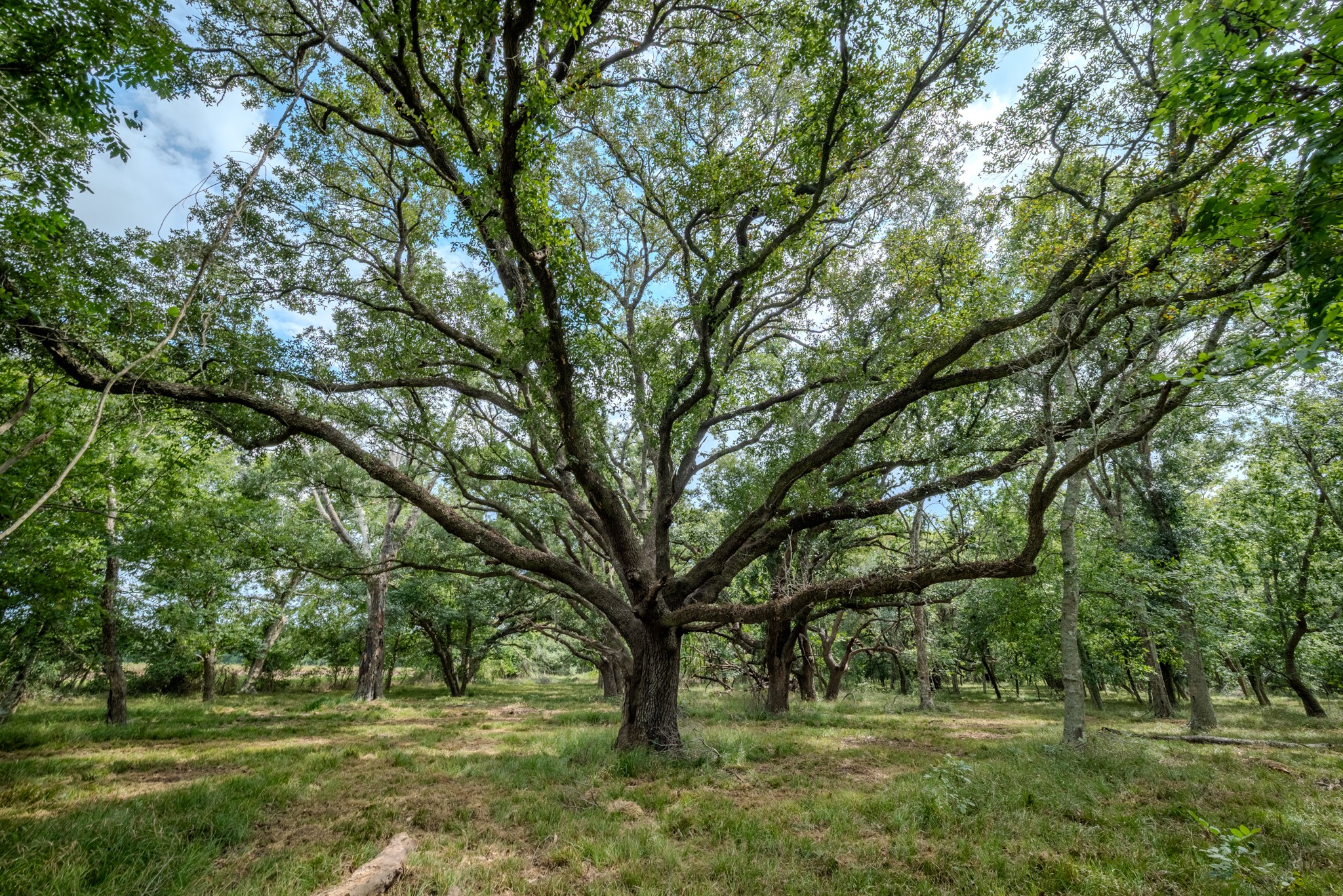 1 Charlie Meyer Road Damon, TX 77430 - Photo 9 of 45 a view of outdoor space with trees all around