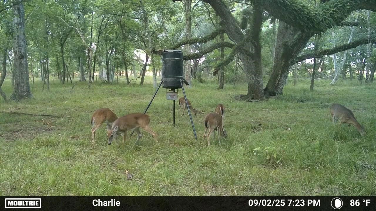 1 Charlie Meyer Road Damon, TX 77430 - Photo 10 of 45 a view of a green field
