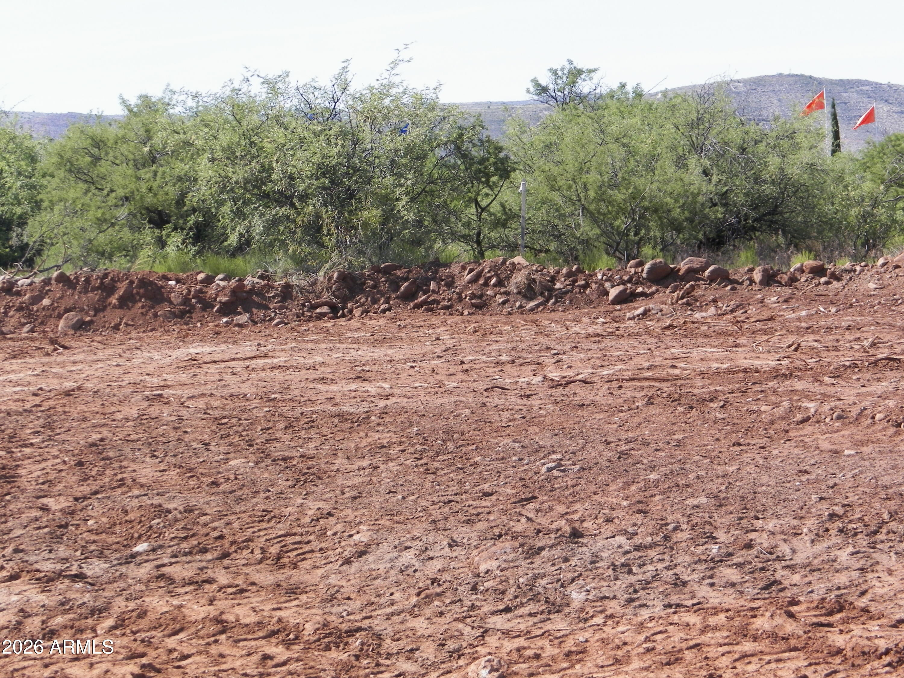 a view of a forest with trees in the background