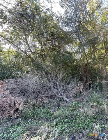a view of a forest with trees in the background