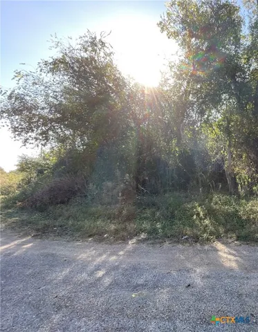 a view of a forest with lots of trees