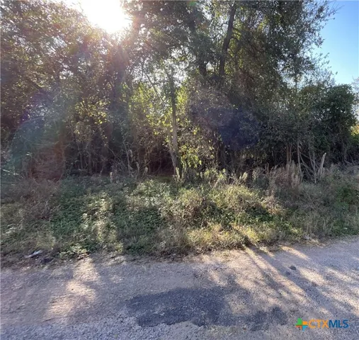 a view of a forest with trees in the background