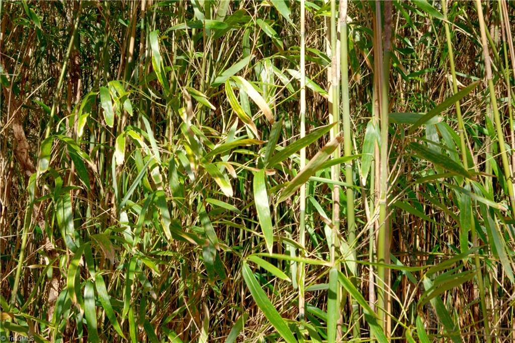 2482 Sisk Road Danbury, NC 27016 - Photo 16 of 33