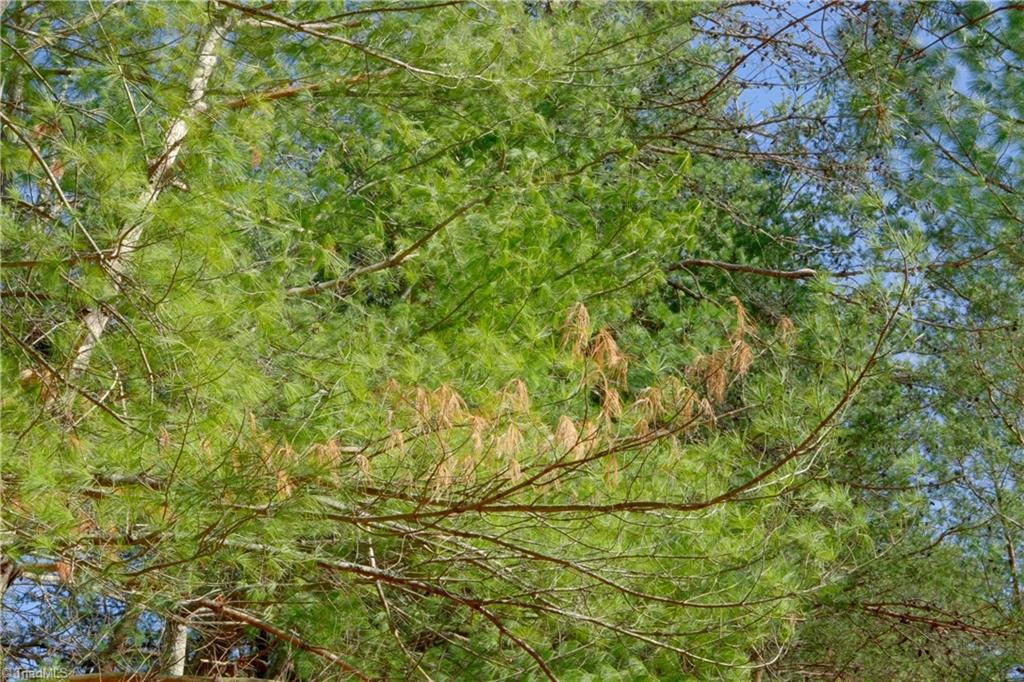 2482 Sisk Road Danbury, NC 27016 - Photo 8 of 33