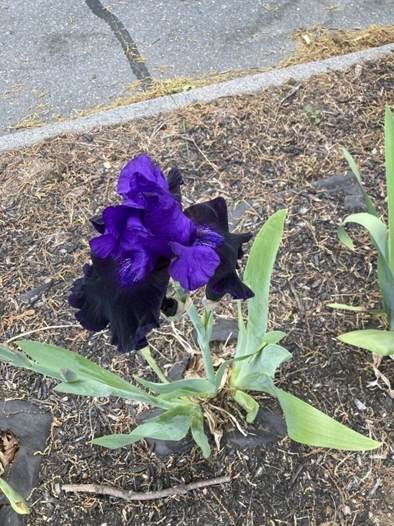 3 Zina Road Hudson, MA 01749 - Photo 41 of 41 a view of a fireplace with a plant