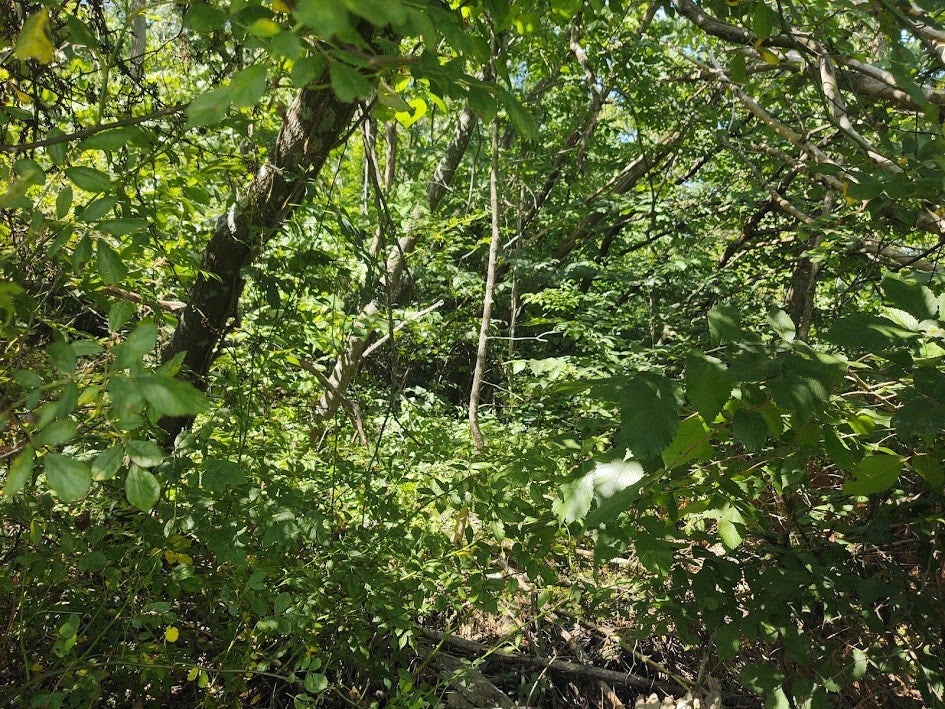 Lot 9 Sugar Run Road Shirleysburg, PA 17260 - Photo 6 of 11 Gallery Image 6