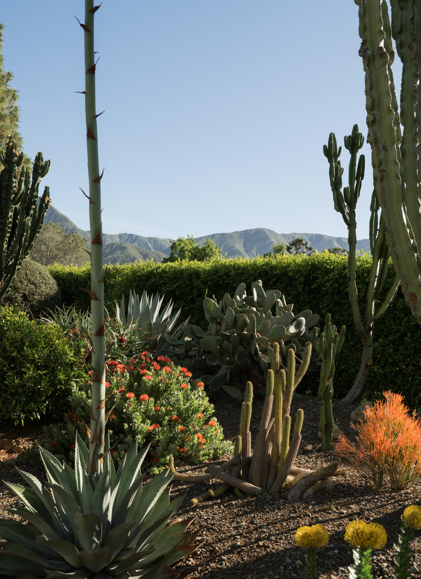 2150 10 Acre Road Santa Barbara, CA 93108 - Photo 16 of 18 Distinctive Plantings