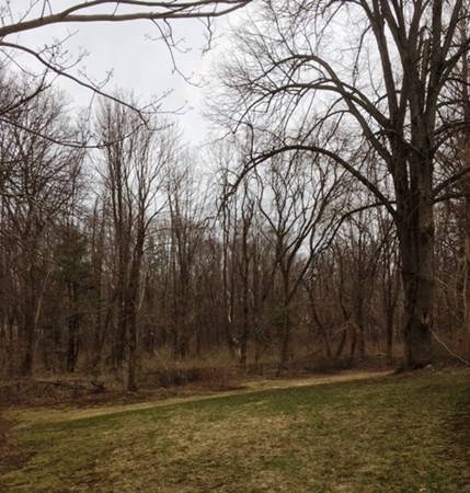 9 West Knoll Road Andover, MA 01810 - Photo 3 of 16 a view of a yard with large trees