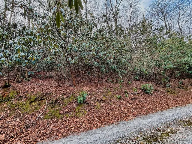 a view of a yard with a tree