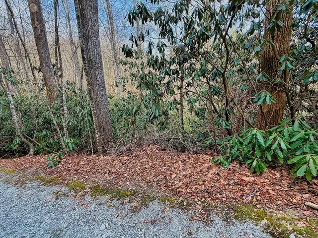 a view of a yard with plants and trees