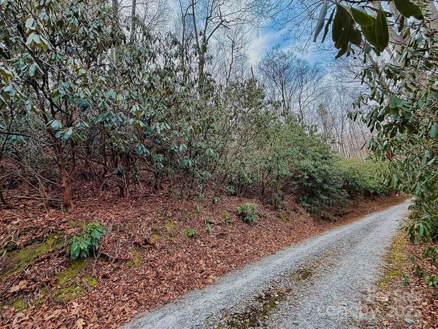 a view of a yard with plants and trees