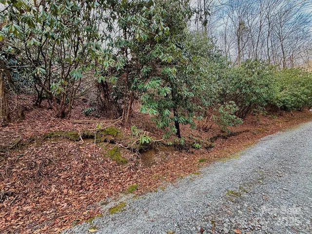 a view of a yard with plants and trees
