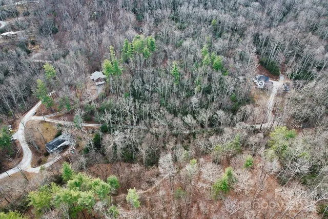 a view of a forest with a tree