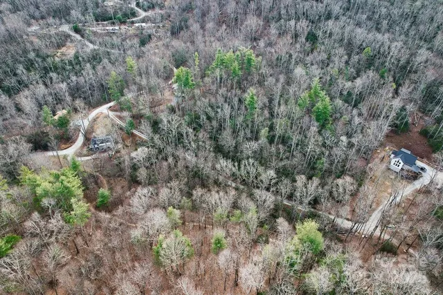 a view of a forest with plants and trees