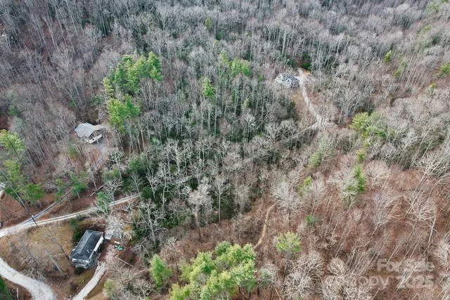 a view of a forest with a tree