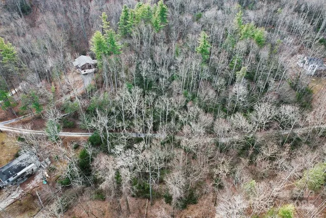 a view of a forest with a tree