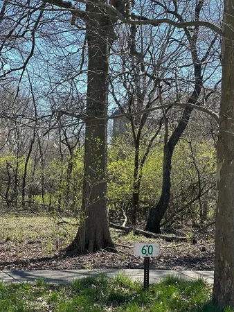a view of a tree in a yard