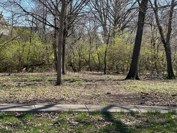 a view of a forest filled with trees