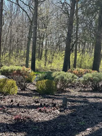 a view of a tree in the middle of a yard