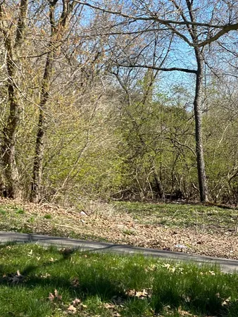a view of a yard with plants and trees