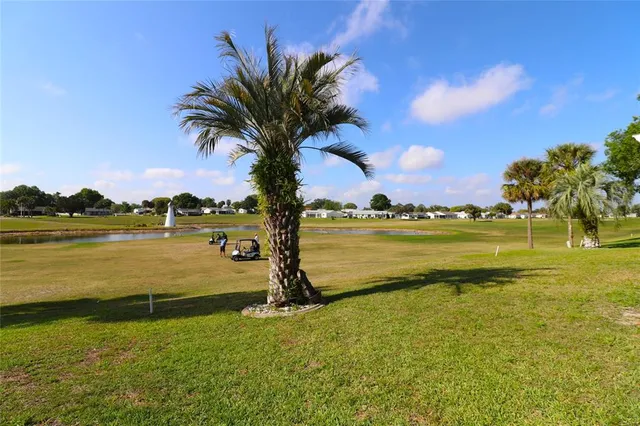 a view of a lake with a palm tree