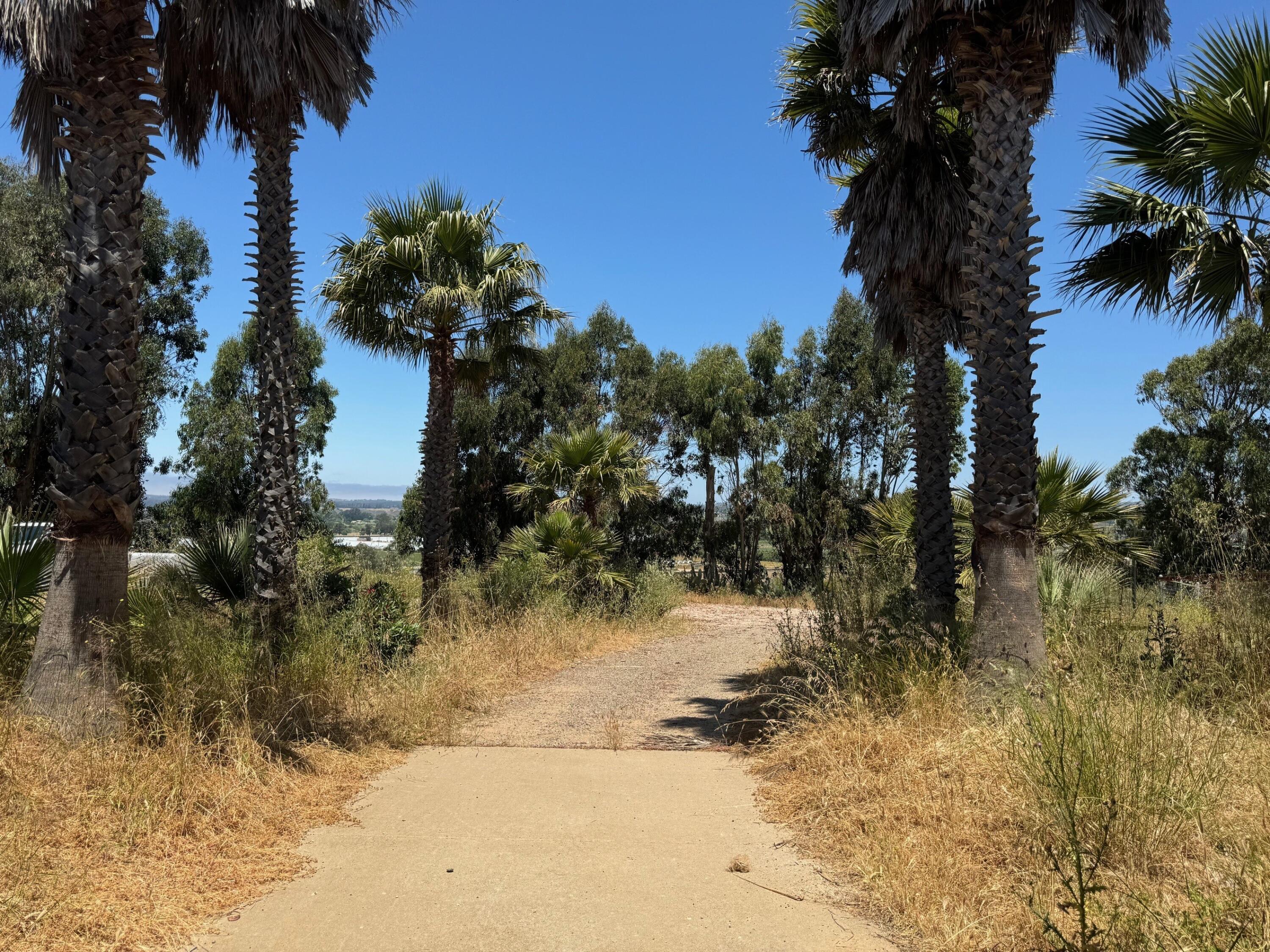 2140 Sweeney Road Lompoc, CA 93436 - Photo 33 of 63 Entrance Lined with Palms