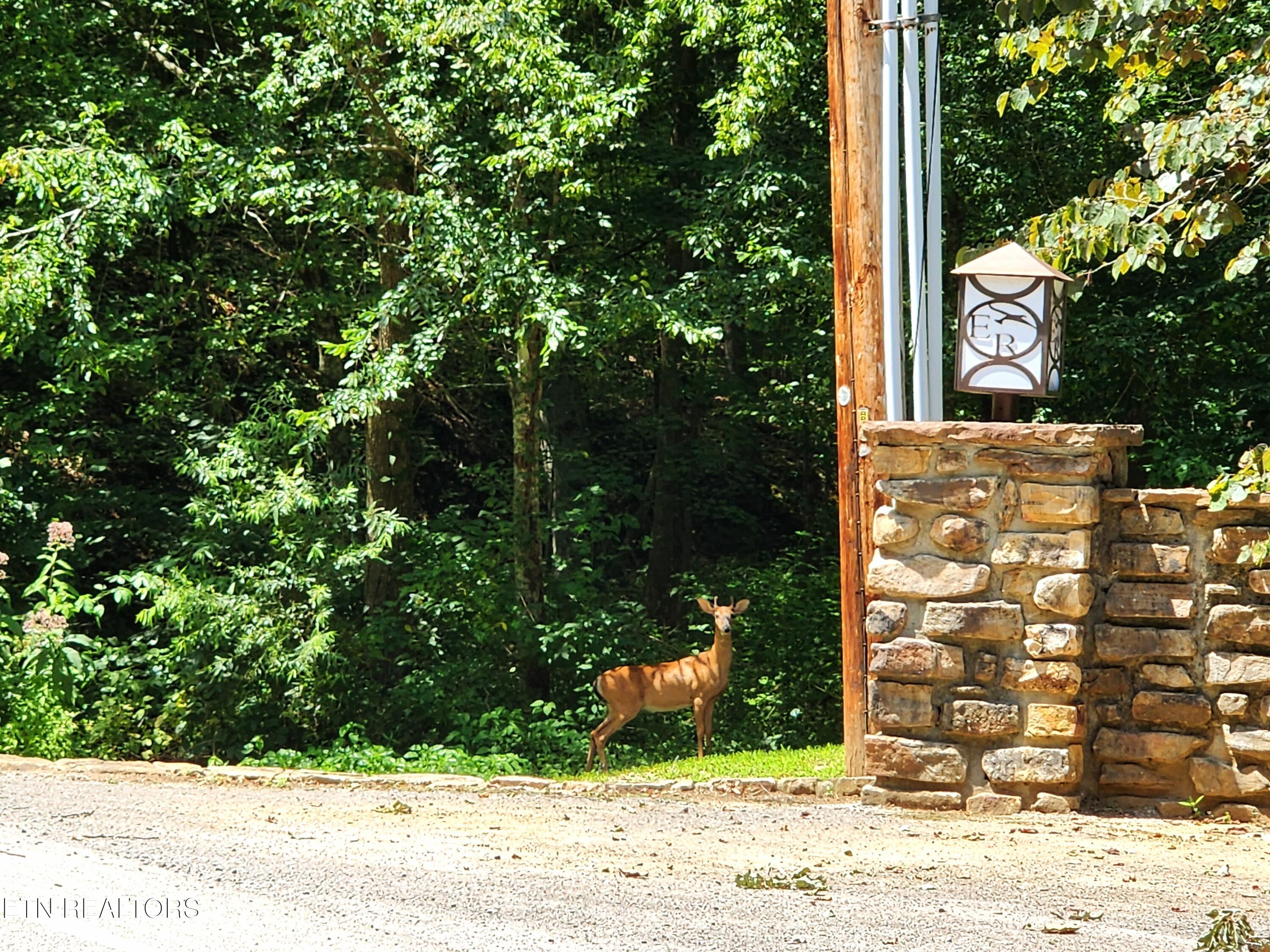 129 Eagle Ridge Road Rockwood, TN 37854 - Photo 57 of 59 Deer
