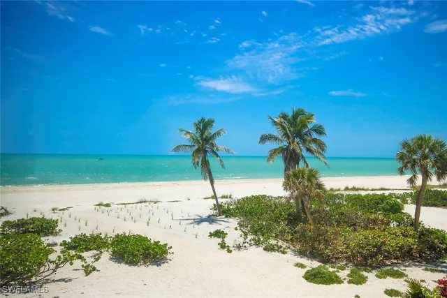 a view of a yard with a palm tree