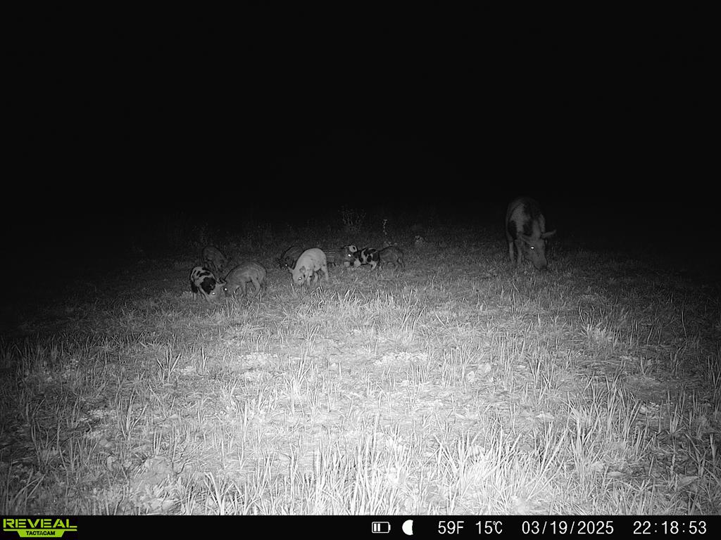 0 Macedonia Ch Road Columbia, AL 36319 - Photo 43 of 61