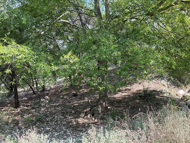 a view of outdoor space and yard