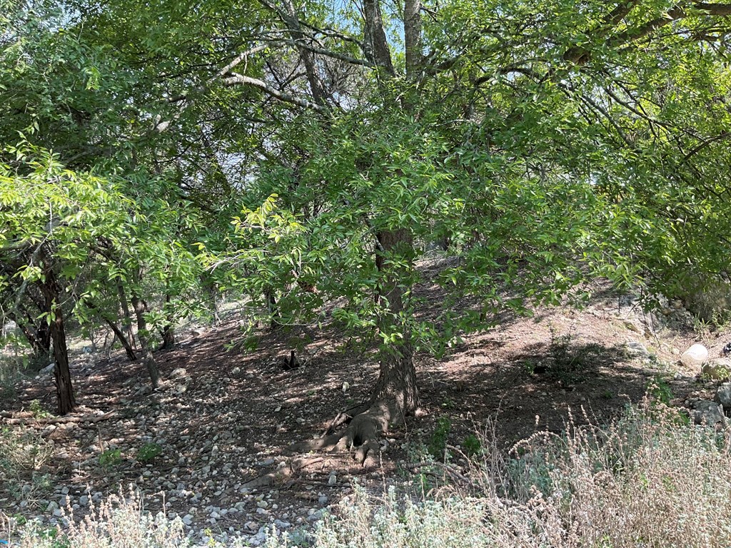 313 Elm Pass II Road East Center Point, TX 78010 - Photo 29 of 37 a view of a tree in a forest