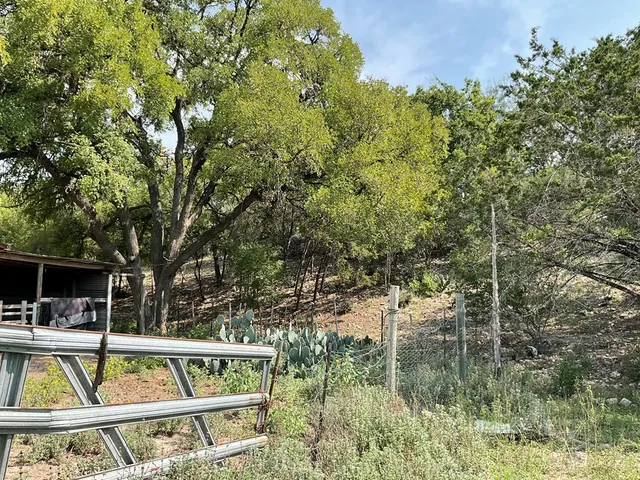 a view of a yard with a tree