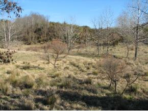 0 Nelse Roberts Road Chuckey, TN 37641 - Photo 1 of 6 Photo 1