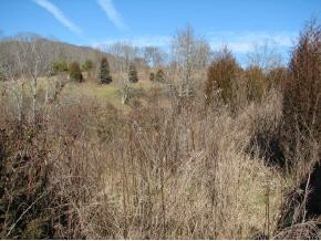 0 Nelse Roberts Road Chuckey, TN 37641 - Photo 2 of 6 Photo 2