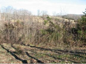 0 Nelse Roberts Road Chuckey, TN 37641 - Photo 4 of 6 Photo 4