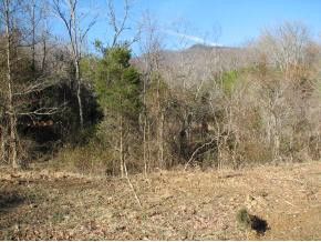 0 Nelse Roberts Road Chuckey, TN 37641 - Photo 5 of 6 Photo 5