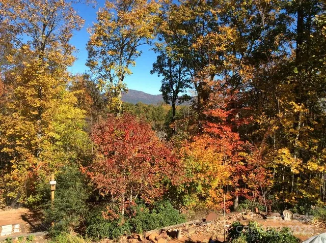 a view of a tree in a yard
