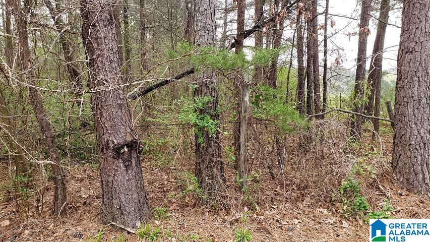 7080 Groundhog Road Morris, AL 35116 - Photo 7 of 7