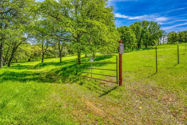 a view of a park with large trees