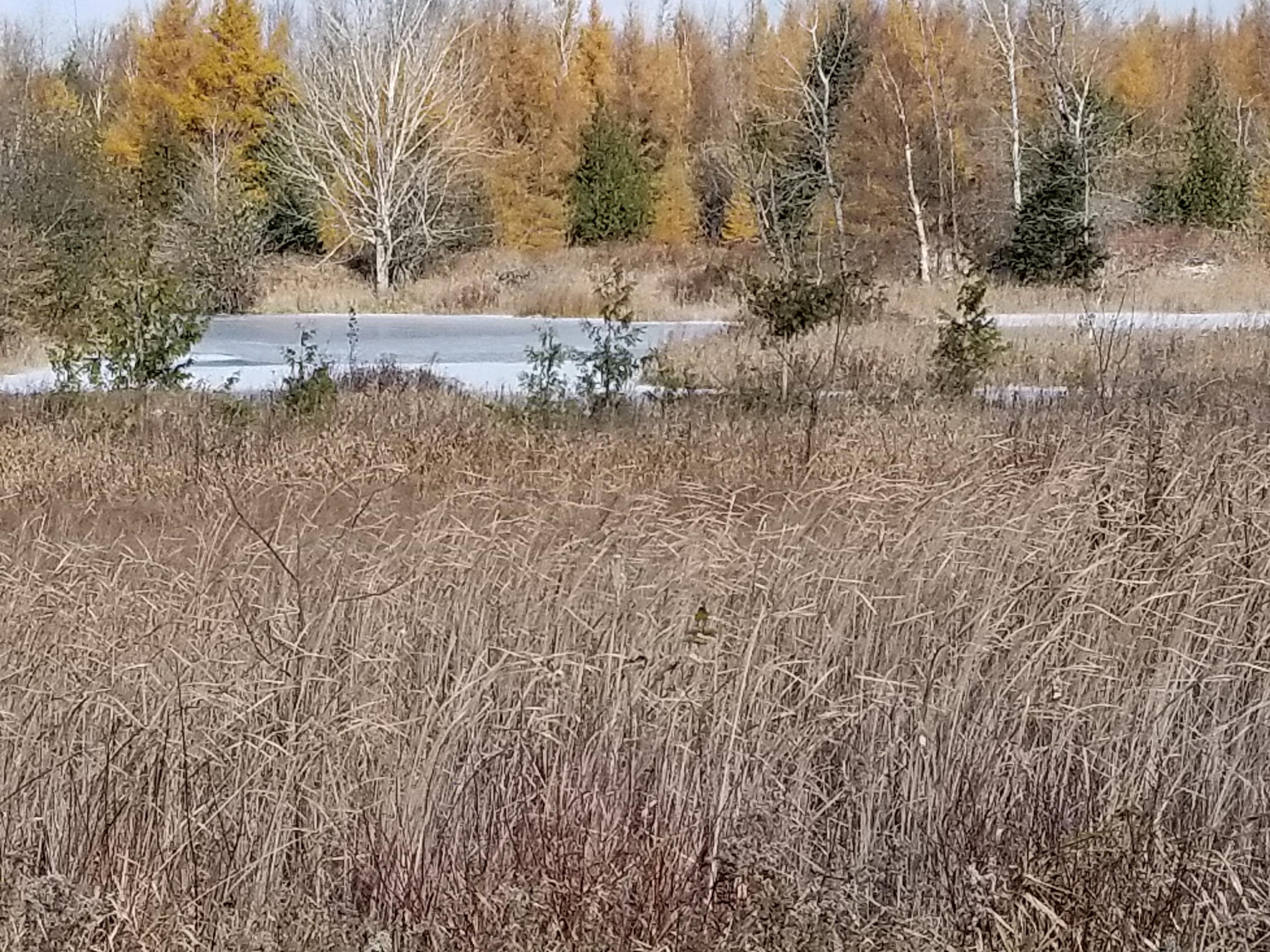 Thomson Road Lachine, MI 49753 - Photo 13 of 24 Gallery Image 13