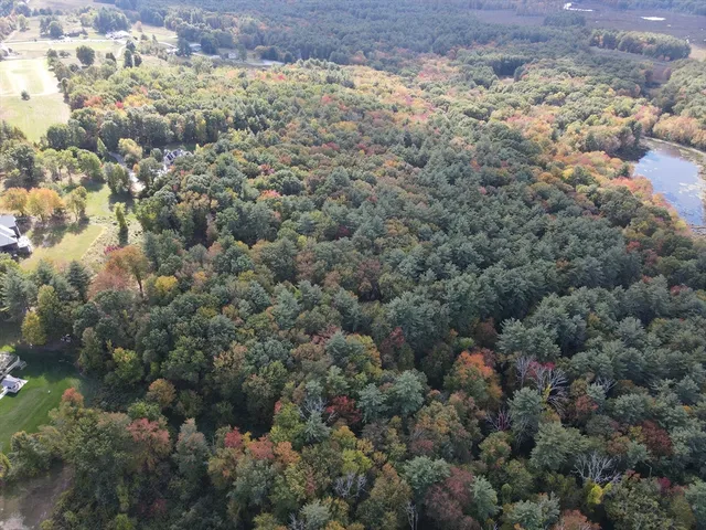a view of a forest with a street