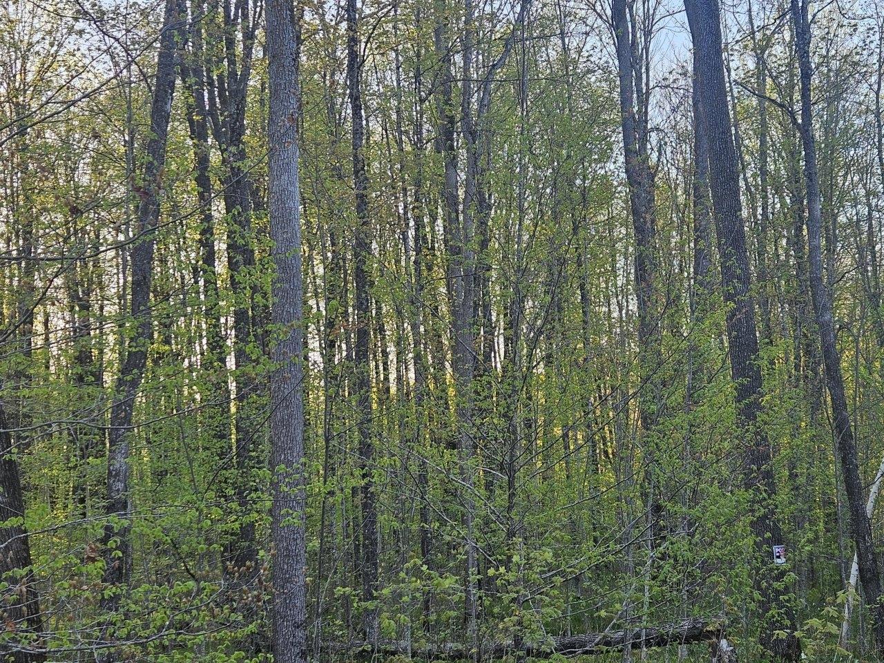 N8951 Forest Edge Road Westboro, WI 54490 - Photo 19 of 22 Gallery Image 19