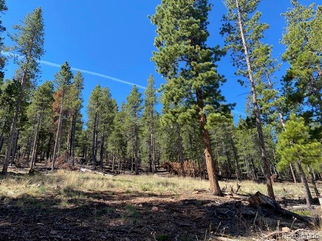 Singer Drive Bailey, CO 80421 - Photo 5 of 18