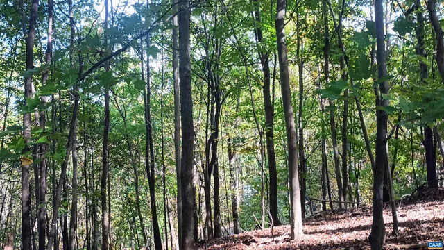 a view of outdoor space with lots of trees