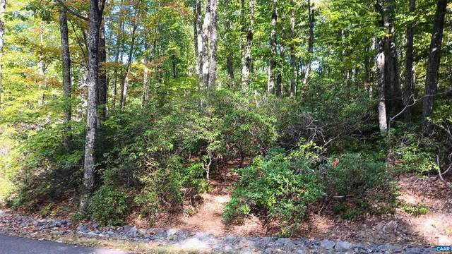 a view of a forest with lots of trees