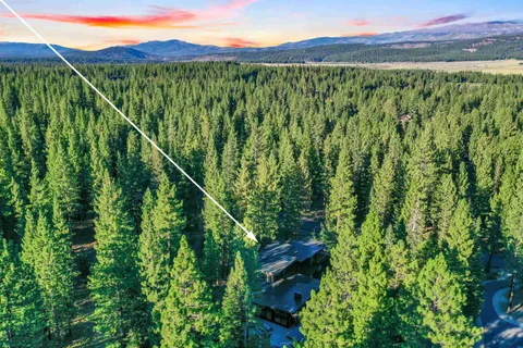 a view of a lush green forest with a mountain