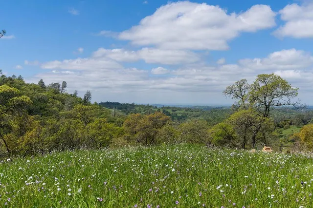 a view of a green field with lots of bushes