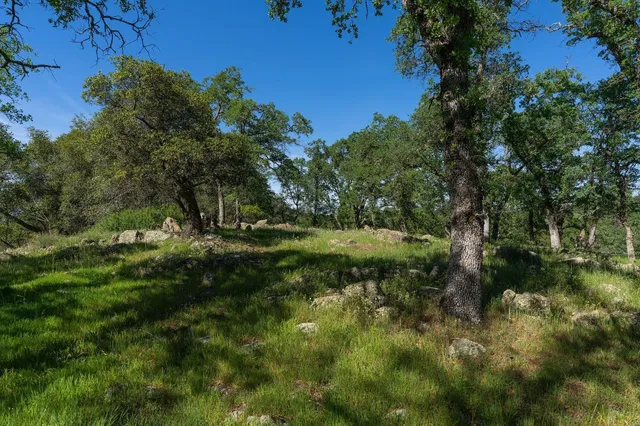 a view of a lush green space
