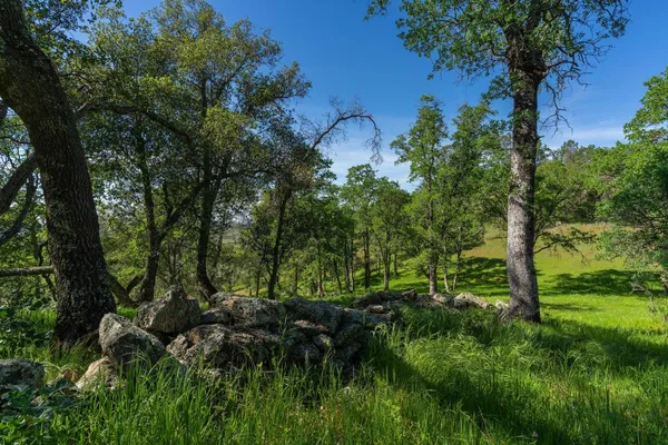 a view of a lush green space